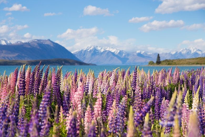 Lake Tekapo, New Zealand